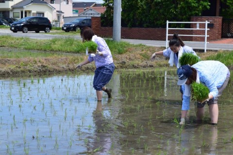 田植え写真④-1