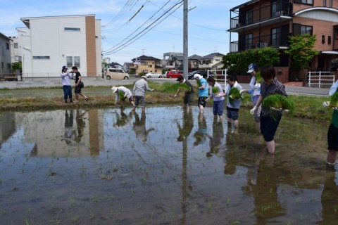 田植え写真③-2